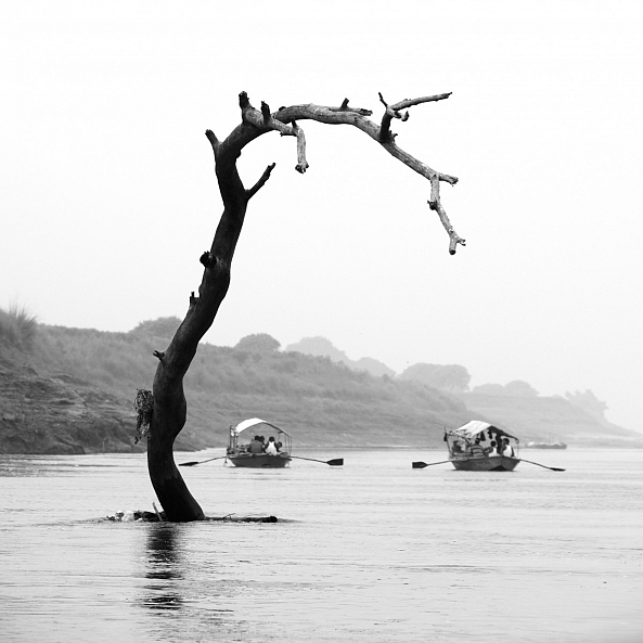 Tree on the Ganges River-Melnevsky Melnevsky