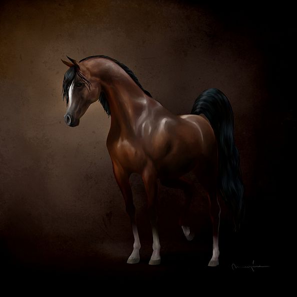 Arabian Horse-MEGAT MARZUQI