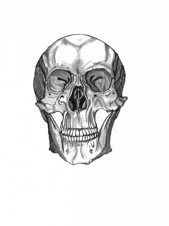 Anatomical skull, frontal study-Miska Pan