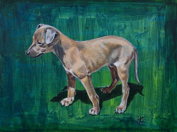 Côté Animal 4/6-Hubert Camiglieri
