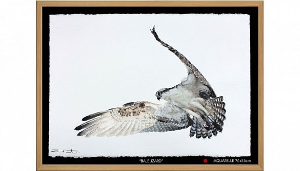 BALBUZARD-Pierre Frutschi