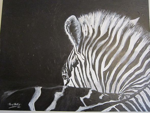 zebra looking left-doug  phillips