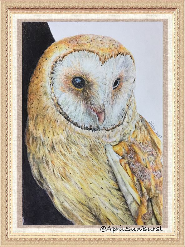 Barn owl-april chan