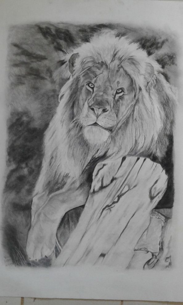 The lion King-Vanessa Viljoen