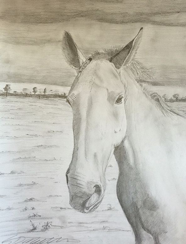 Horse commission-Steven Matthews