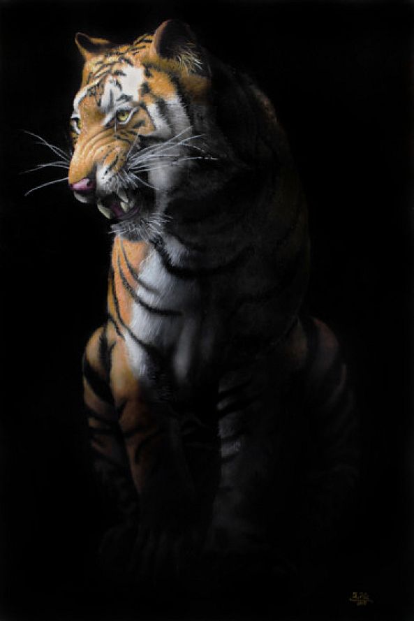 Tiger in the dark-Ivan Pili