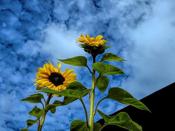 rooftop sunflowers-barry king