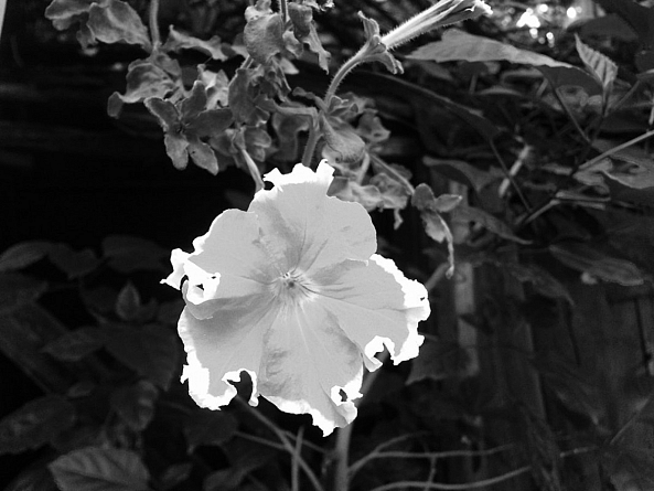 Petunia-Zazulete Anuca Romanta Ion