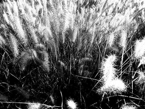 Flesh is grass II-Zazulete Anuca Romanta Ion