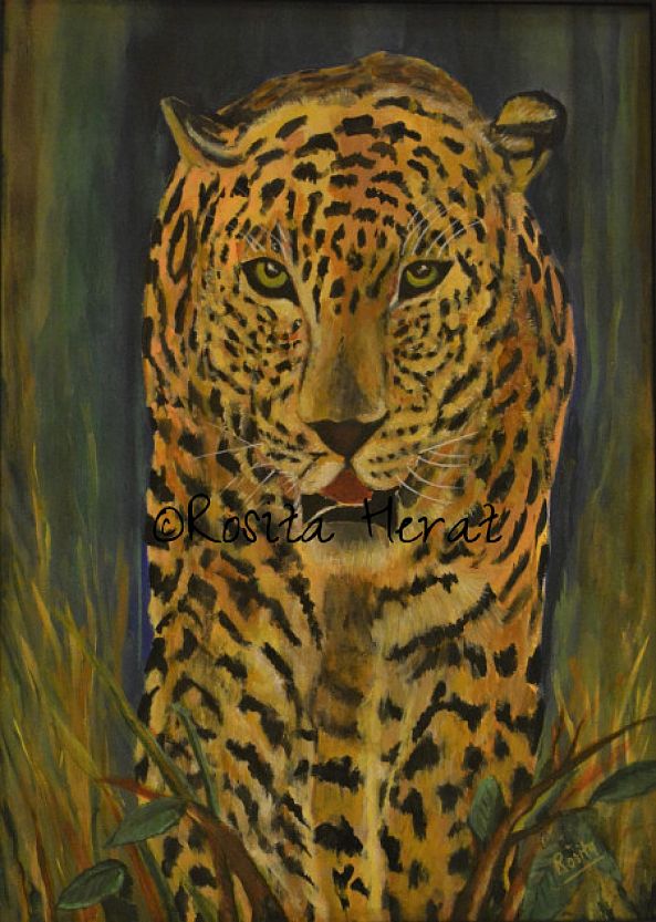 Asian Leopard-Rosita Herat
