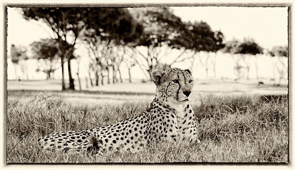 Cheetah Kruger National Park -Pierre Van den bosch