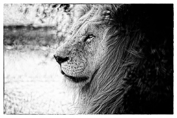 Lion, Sabi Sand game reserve-Pierre Van den bosch