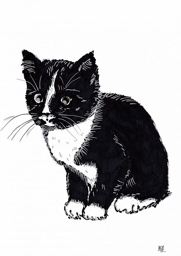Mon chaton, "blackie"-Ilya Krughoff