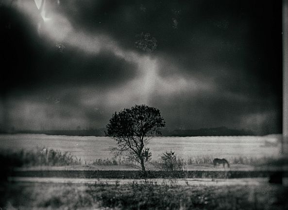 tree in landscape-Cornel Gingarasu