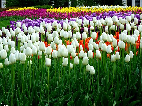 Tulips-S. Filipov