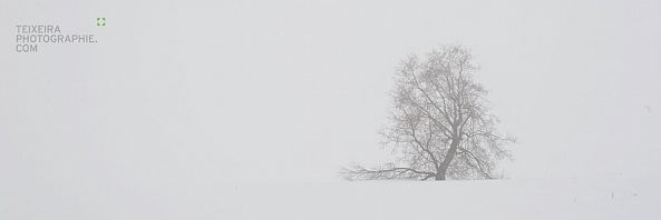 ALONE-GUY TEIXEIRA