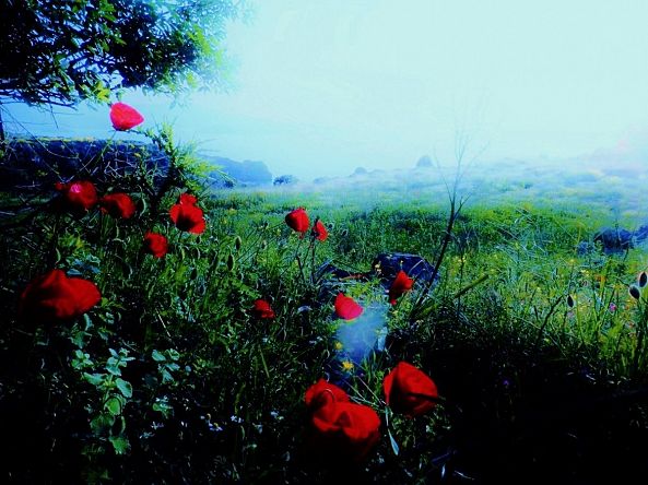 strawbery fields-Elena Patrikio