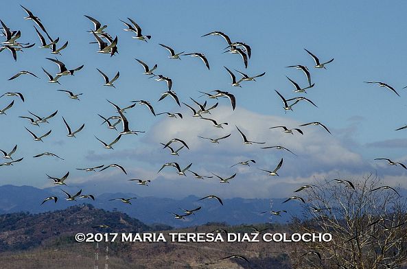 The Flight at Suchitlan, El Salvador.-Maria  Diaz-Colocho