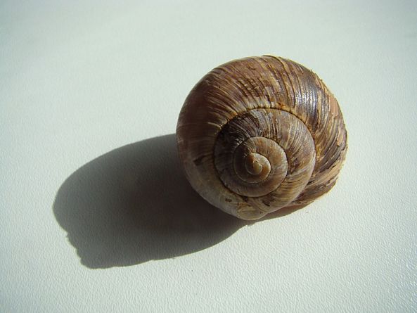 Snail House-Stefan Karczewski