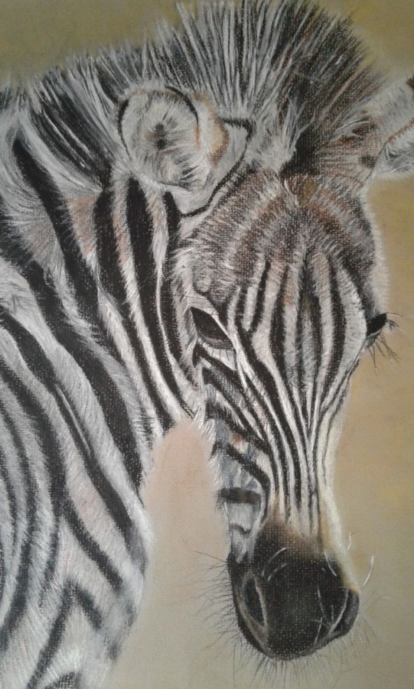 Zebra Foal-Cheryl de