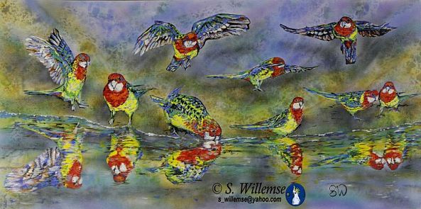 Eastern Rosella reflections-Susan Willemse