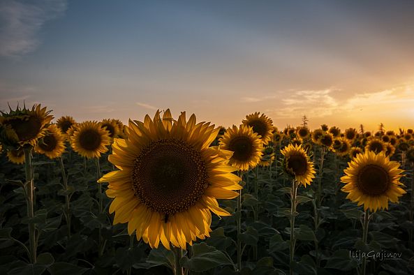 Sunflowers-Ilija Gajinov