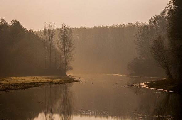 Morning in the swamp-Ilija Gajinov