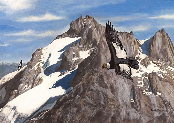 Andean Condor Cordillera de Merida-Roger Manrique