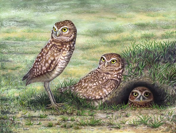 Burrowing Owl Family-Roger Manrique