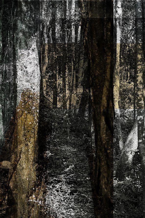 forest memories I-Caio Siqueira
