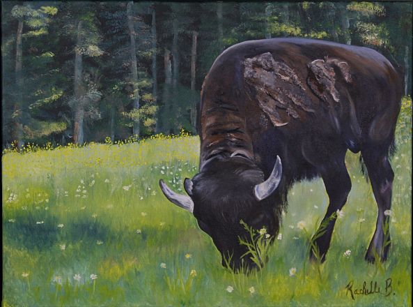 Bison at Park Omega-Rachelle Beaudry
