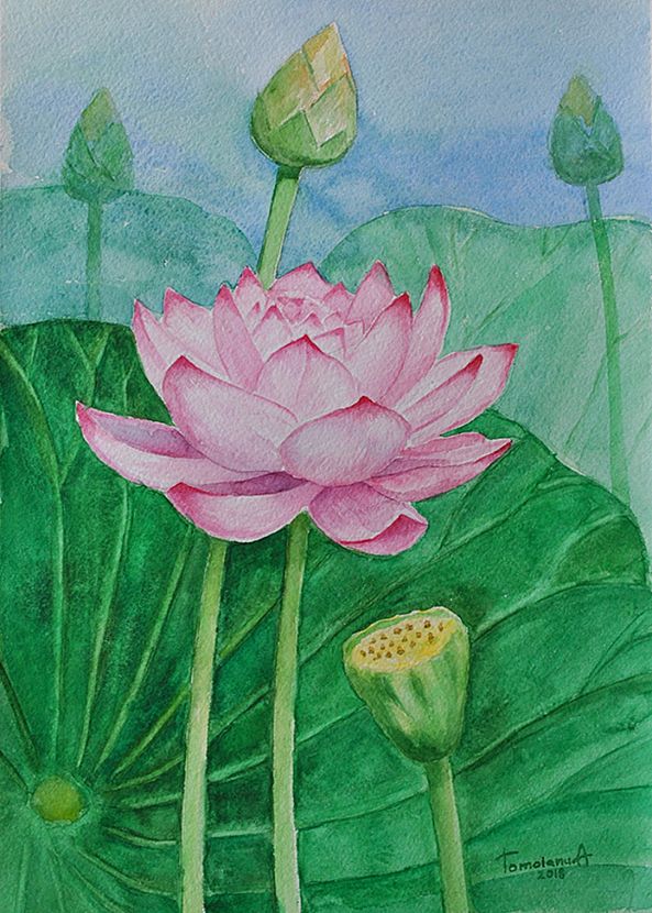 Flower lotus and green leaves-Anatolii TOMOIANU