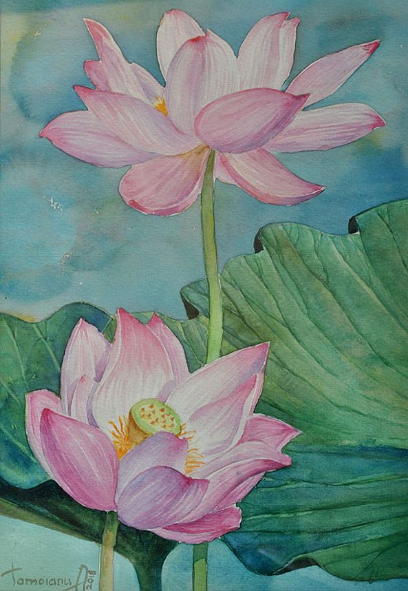 Two flowers lotus and green leaves-Anatolii TOMOIANU