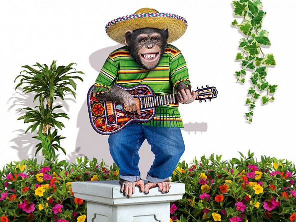 Lucky monkey in sombrero singing at ukulele guitar-Anatolii TOMOIANU
