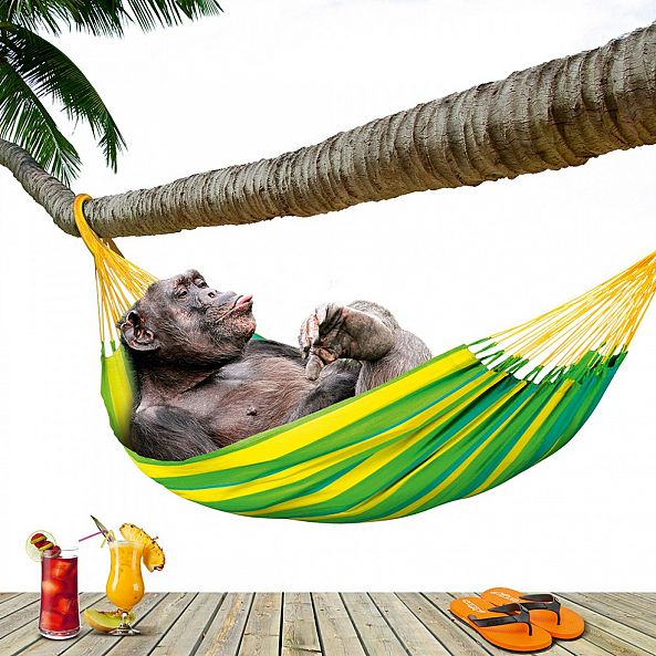 Happy monkey in hammock with cocktail-Anatolii TOMOIANU