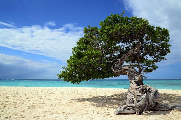 Aruba tree-erick Ramos
