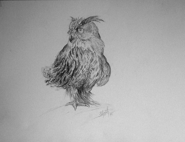The confident owl-Dragos Botezat