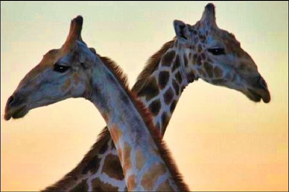 Crossing Giraffes -Carl Van Haght