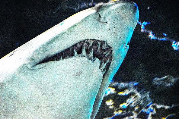 Shark!-Greg  Sandoval