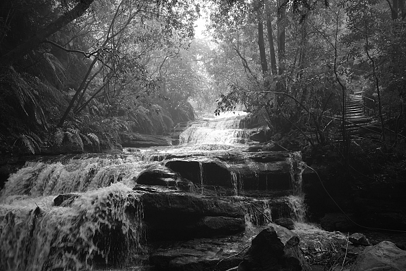 Rainforest Falls-Greg  Sandoval
