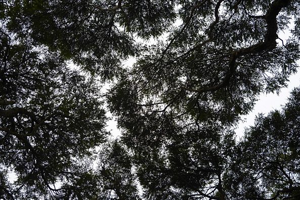 Rain Forest Canopy-Greg  Sandoval