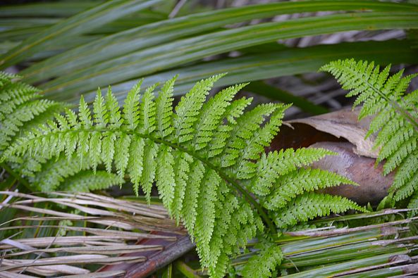 Silver Fern-Greg  Sandoval