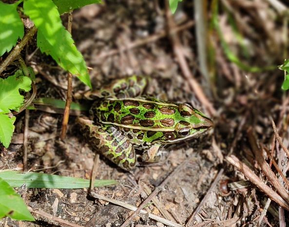 Def Leppard Frog-Greg  Sandoval