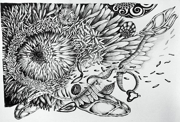 Anemone-Lyn Whittle