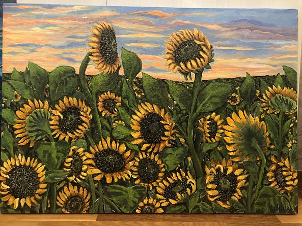 Sunflower field-Ilaha Ab