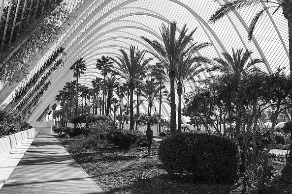 Palms And Arches-Dancho Atanasov