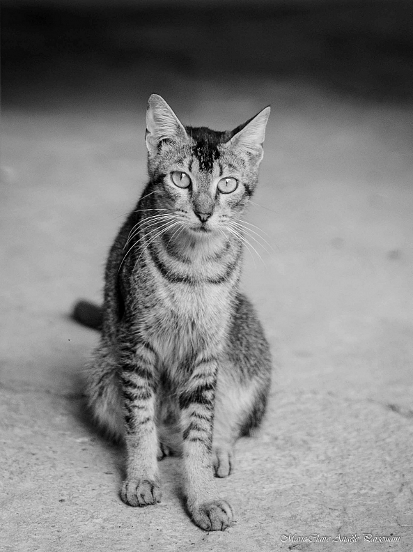 Portrait de chat de compagnie-Marie-Claire PARSEMAIN