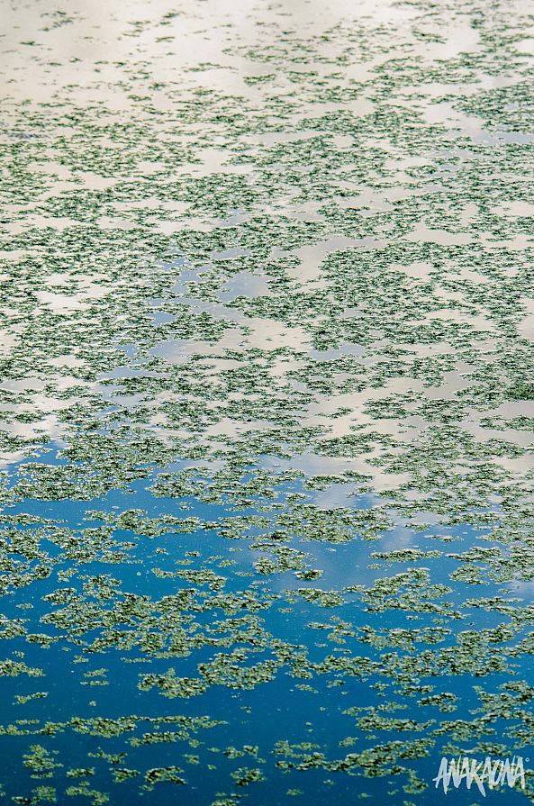Miroir aux Algues vertes-Marie-Claire PARSEMAIN