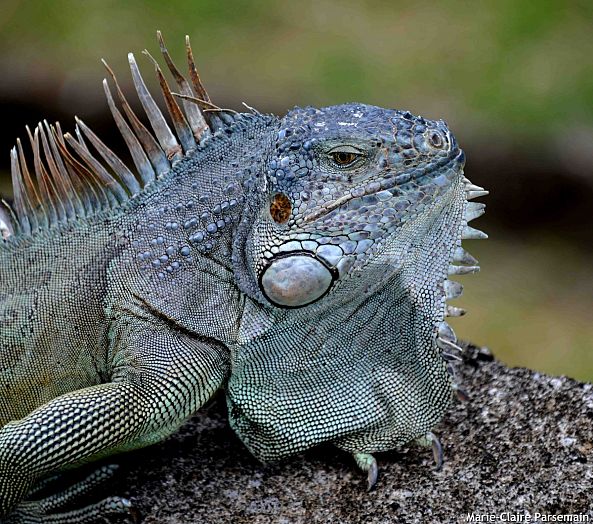 Iguana iguana-Marie-Claire PARSEMAIN