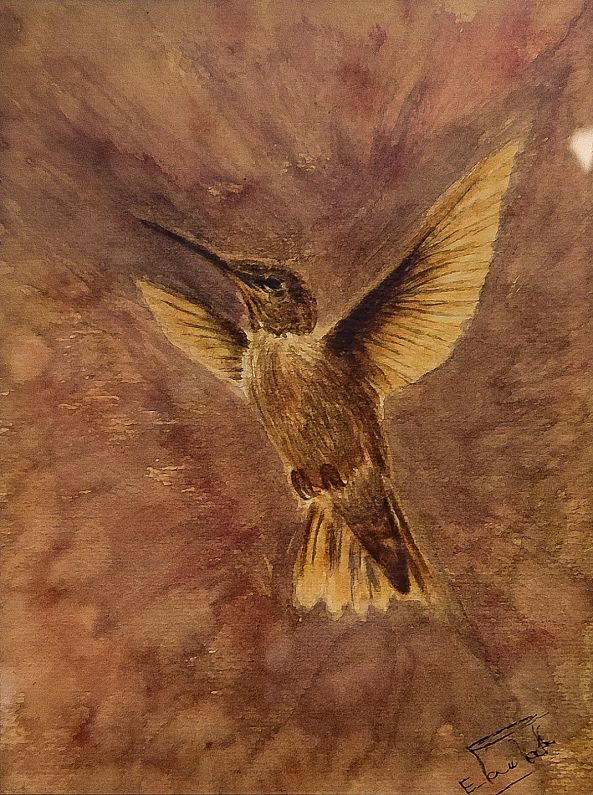 colibri-Eric PAWLAK